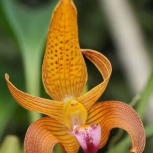 Mounting Orchids Care Guide, Plantly