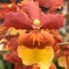 Orchid Odontocidium Sunny Daze ‘Hilo Bay’ Live Plants from Hawaii