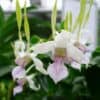 Orchid Dendrobium Antennatum live plants Antelope New Guinea Spikes | Fragrant Scent From Hawaii