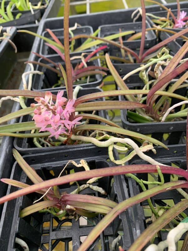 Orchid Ascocentrum christensonianum 3” basket blooming size Plants from Hawaii, Plantly