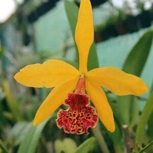 Orchid Cattleya Blc Copper Queen Plant Comes in 2" Pot