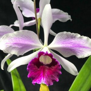 Orchid General Care Guide, Plantly