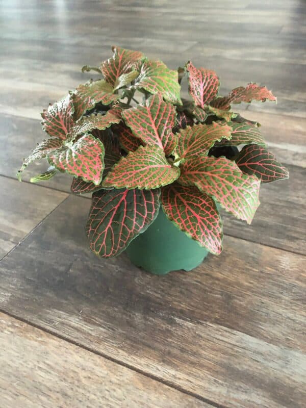 Red Fittonia &#8211; 4&#8243; pot, Plantly