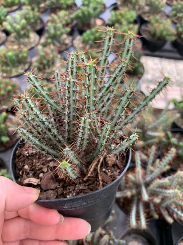 Miniature Saguaro, Euphorbia Aeruginosa, Spurge Cactus, dwarf tree-like cactus, Live Succulent Plant Rare in 4 inch pot, well rooted start