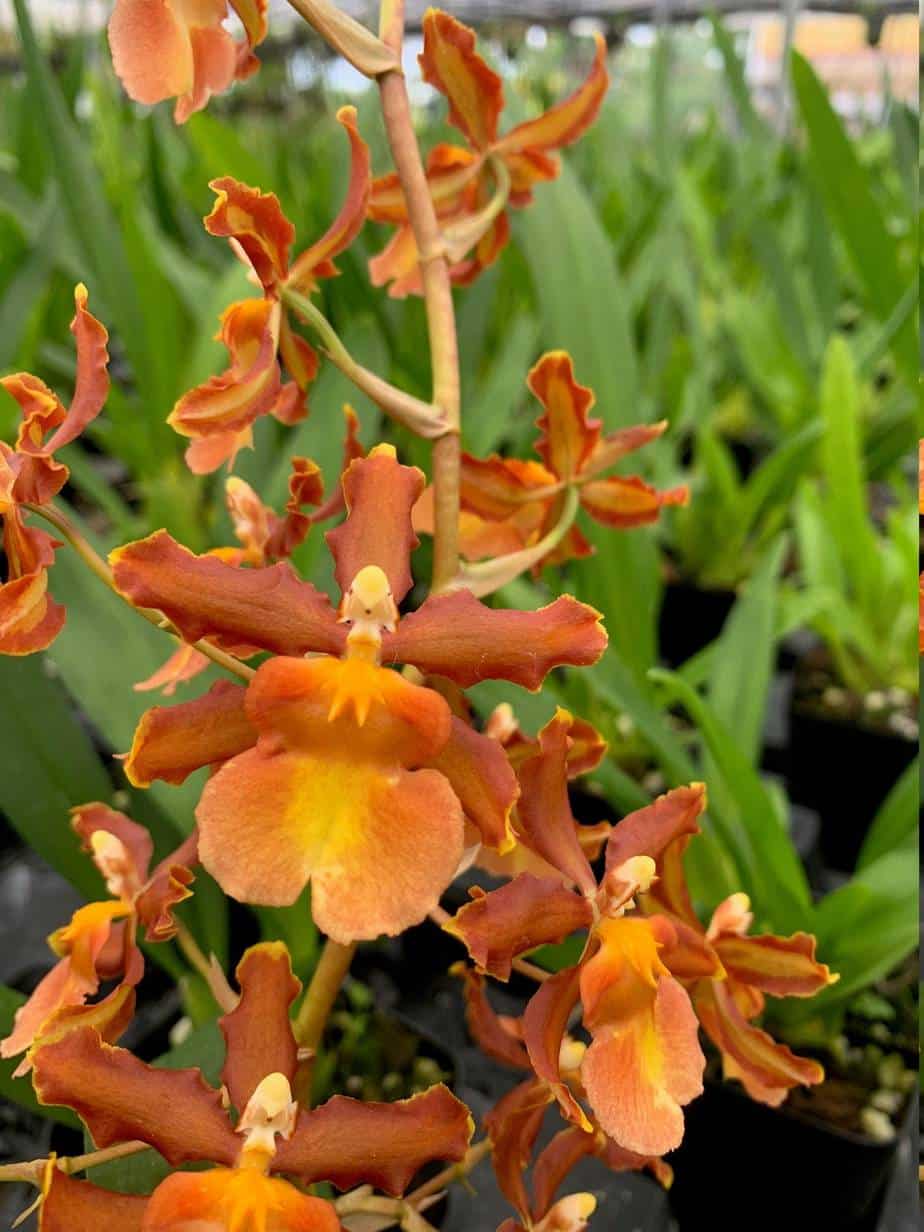 Orchid Oncidium A0 blooming size 