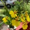 Orchid Dancing lady Oncidium Plant Live Orchid Yellow Flowers From Hawai'i | Oncidium Gower Ramsey | Blooming Size | Hawaii Free Shipping