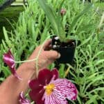 Orchid Miltoniopsis Breathless 'Beauty' Live Plants From Hawaii