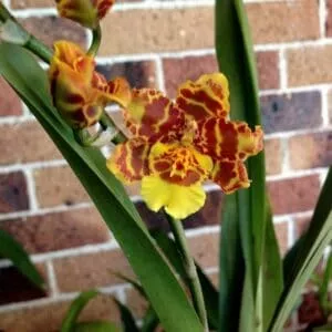 Orchid Pacific Passage 'Peach Cobbler' 4” live plants from Hawaii