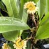 Orchid Bulbophyllum Auratum Plant ‘Other World’ Blooming size Plants From Hawai