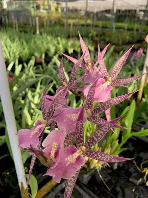 Orchid Miltassia C.M. Fitch ‘Izumi’ Live Plant From Hawaii | Comes in a 4&#8243; Pot, Plantly
