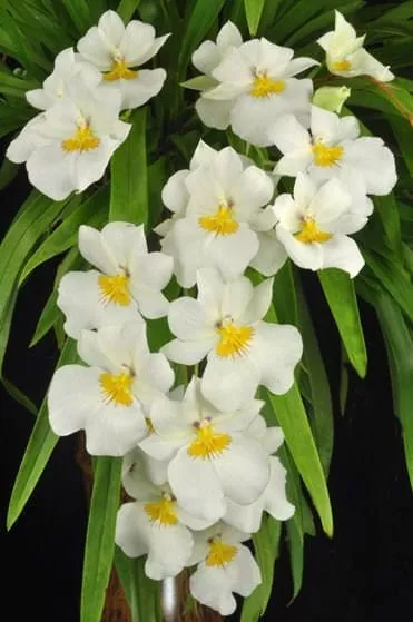 Orchid Miltoniopsis Ivan Komoda ’Pacific Clouds‘ Fragrant Live Plant From Hawaii