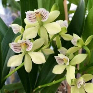 Orchid Encyclia Radiata Fragrant Plant Comes in 4" Pot From Hawaii