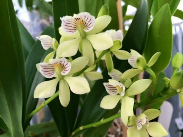 Orchid Encyclia Radiata Fragrant Plant Comes in 2&#8243; Pot From Hawaii, Plantly
