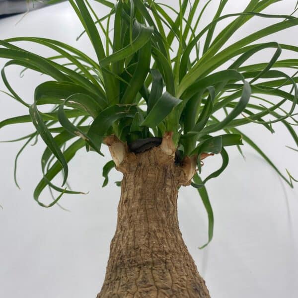 Ponytail Palm Tree, Nolina recurvata, Beaucarnea recurvata