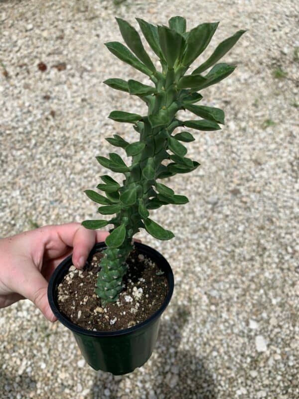 Euphorbia Ritchiei, Monadenium ritchiei, P.R.O. Bally Bruyns, Special Rare Unique Cacti Cactus Plant, Long singular cactus stems Version 2, Plantly