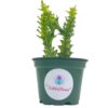 Variegated Euphorbia trigona, 4 inch pot Tricolor African Milktree, Varigated 1 stem per pot