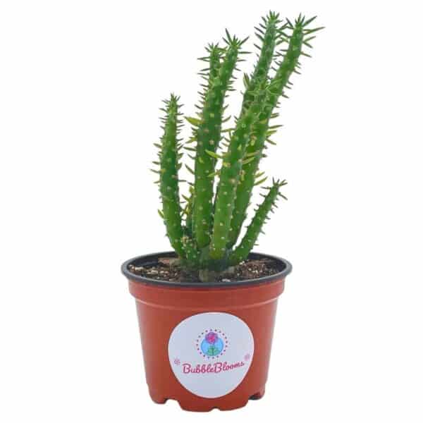 Austrocylindropuntia Subulata, Pink Eve’s Pin Needle Cactus, Opuntia Cactus, Opuntia Subulata cylindrica, Austrocylindropuntia subulata, Plantly