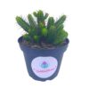 Pincushion Euphorbia, Euphorbia Enopla, Spurge Cluster Cactus, Euphorbia pulvinata, ferox, Rare Succulent Plant Live in 4 inch Pot, rooted