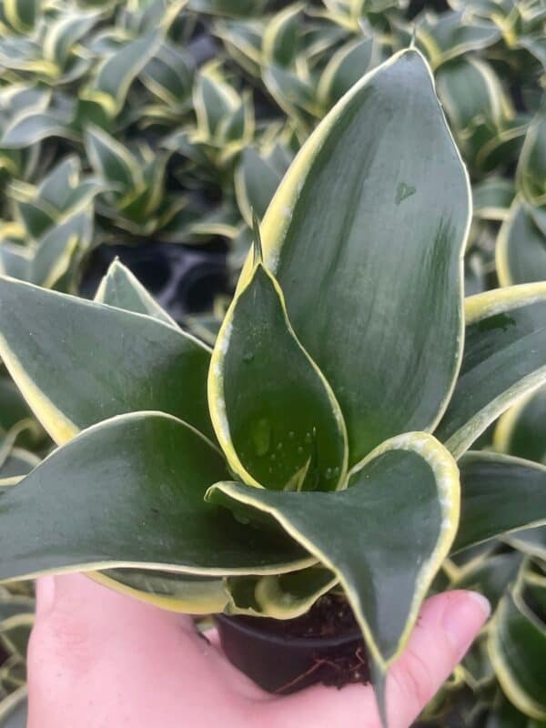 Black Gold Snakeplant, Green and Yellow Snake Plant, Variegated Sansevieria trifasciata, Well rooted Healthy Beautiful Starter Succulent, Plantly