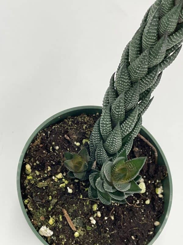 haworthia reinwardtii, Black 4″ inch pot, coarctata, Haworthiopsis attenuata,Zebra Wart, Aloe coarctata, multiple babies, many nodes