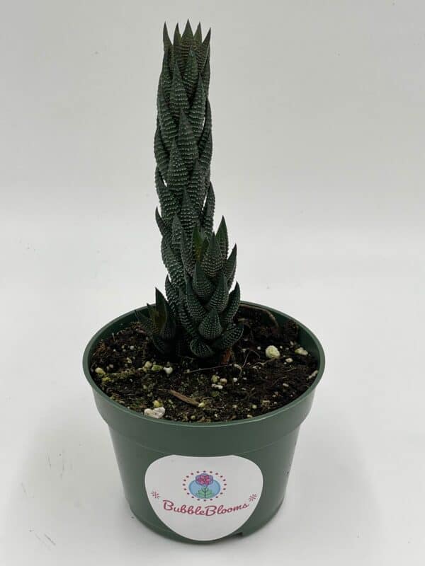haworthia reinwardtii, Black 4″ inch pot, coarctata, Haworthiopsis attenuata,Zebra Wart, Aloe coarctata, multiple babies, many nodes