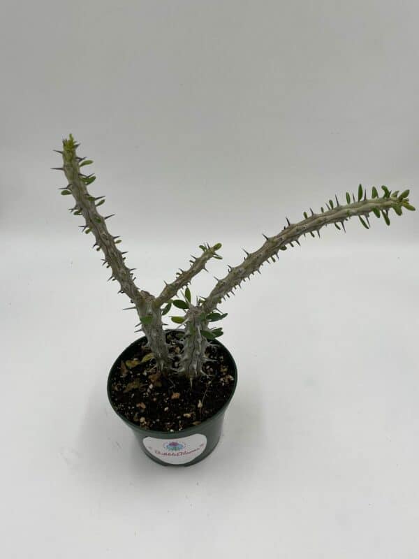 Madagascar Ocotillo (Madigascan) African Alluaudia procera, 4 inch white cactus
