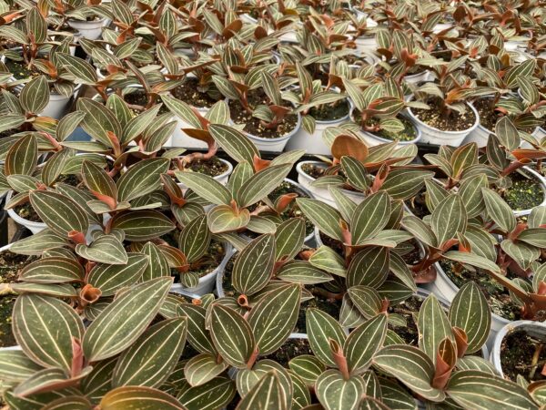 Medium Succulent Plant &#8211; Ludisia Discolor (Ker Gawl), Plantly