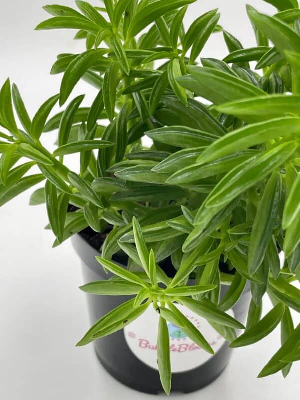 Taco Plant / Peperomia axillaris / Happy Bean / Peperomia ferreyrae Yunck / philodendron selloum, horsehead philodendron, tree philodendron, Plantly