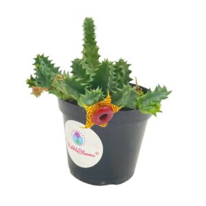 Huernia confusa Phillips, Zebrina, Huernia starfish plant, starfish cactus, Lifesaver Flower, Beautiful Well Rooted Starter 4 inch pot
