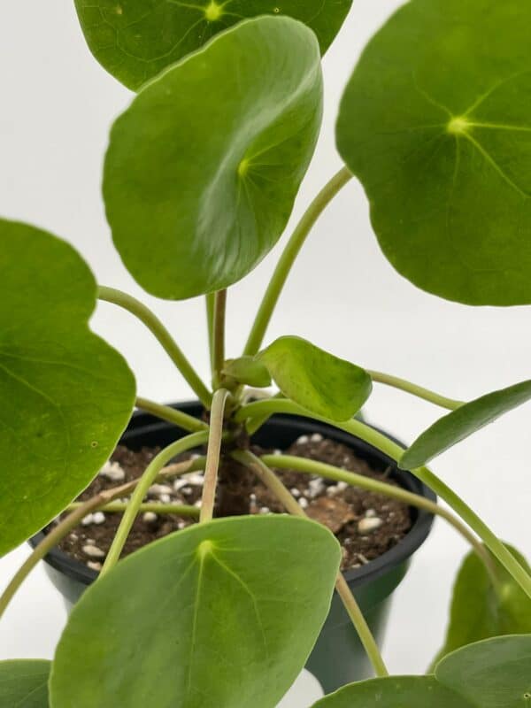 Pilea peperomioides / Chinese money plant /  Chinese missionary plant, Plantly