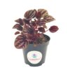 Red Emerald Ripple Peperomia, Emerald Ripple Pepper, Red Platinum, Ivy-leaf Peperomia, Green Ripple, Peperomia caperata  Yunck, 4 inch