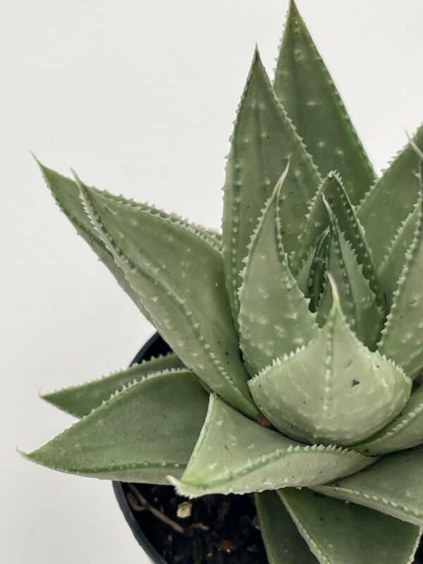 Haworthia Savanna, White Beauty, Variegated White Aloe Plant, Ribbed, Laced, Freckles, Succulent, Rare Exotic Live Plant in 2.5 inch pot, Plantly