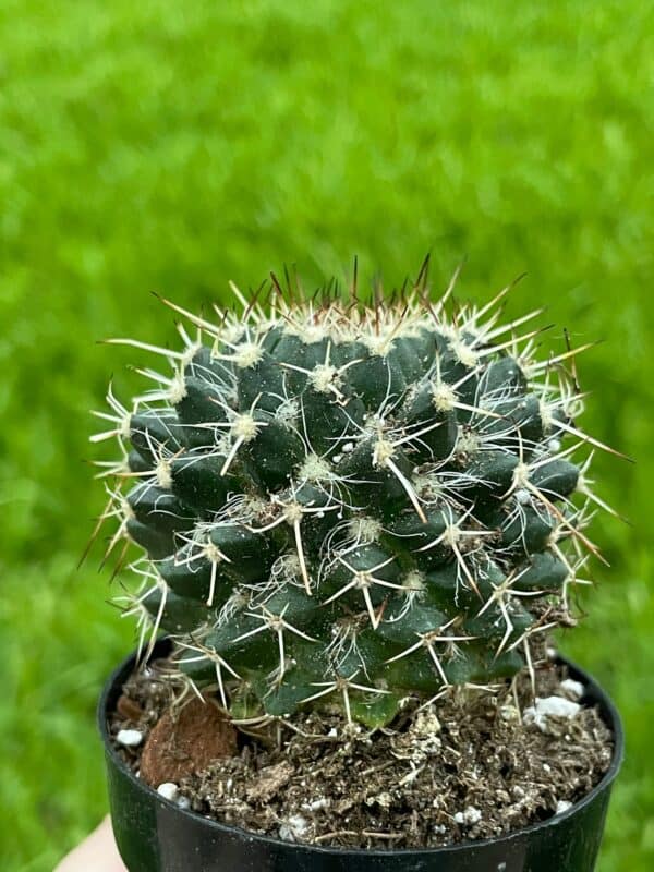 Silver Arrows Mammillaria Nejapensis, Royal Cross Cactus in 2.5 inch pot, Plantly