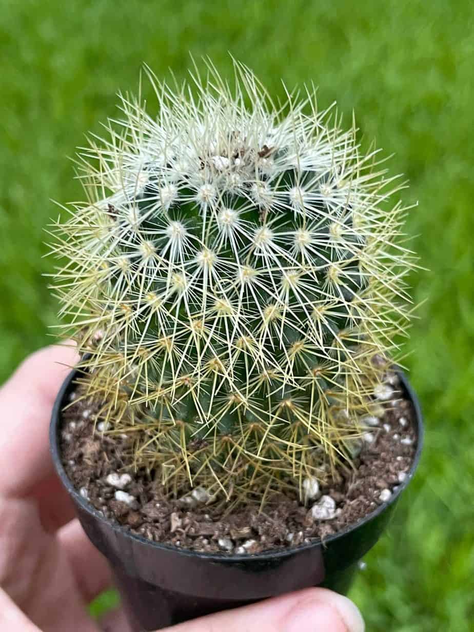 Spiny Pincushion Cactus Mammillaria spinosissima flowering plant in the