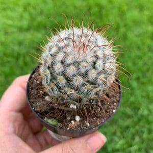How to Grow Succulents from Cuttings Successfully, Plantly
