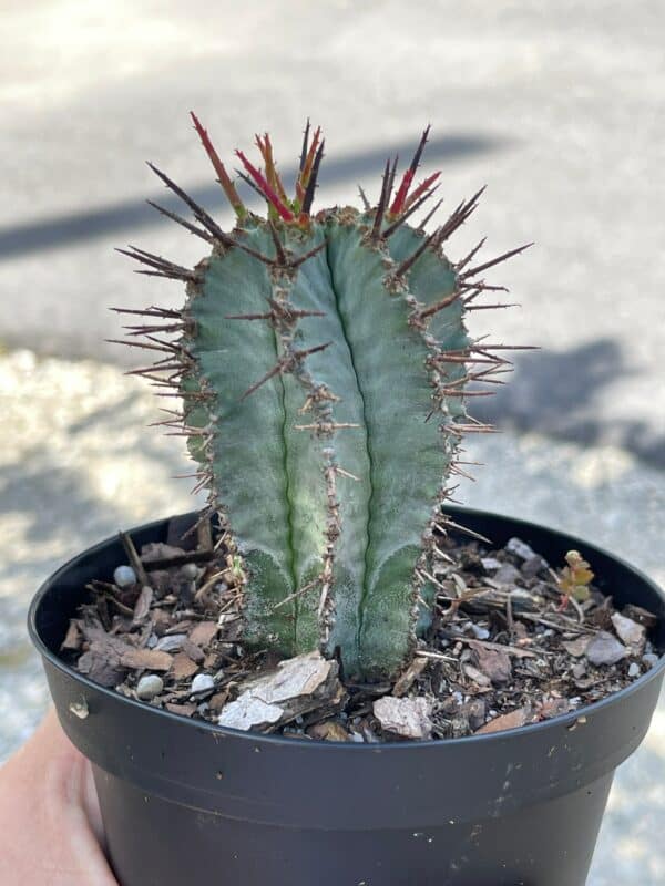 African Milk Barrel, Euphorbia horrida Boiss, in 4 inch pot. Rare exotic live starter cactus, healthy well rooted