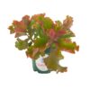 Kalanchoe blossfeldiana, Flaming Katy, Christmas kalanchoe, florist kalanchoe, Madagascar widow's-thrill, Exotic Succulent