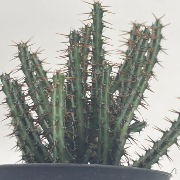 Miniature Saguaro, Euphorbia Aeruginosa, Spurge Cactus, dwarf tree-like cactus, Live Succulent Plant Rare in 4 inch pot, well rooted start