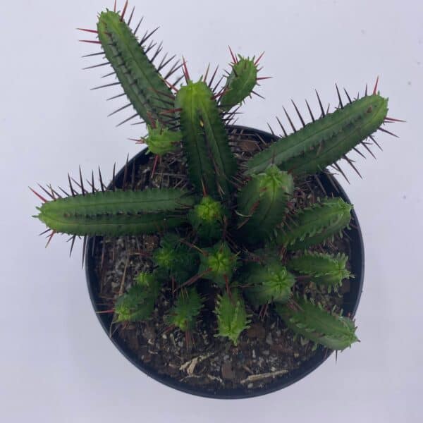Pincushion Euphorbia, Euphorbia Enopla, Spurge Cluster Cactus, Euphorbia pulvinata, ferox, Rare Succulent Plant Live in 4 inch Pot, rooted, Plantly