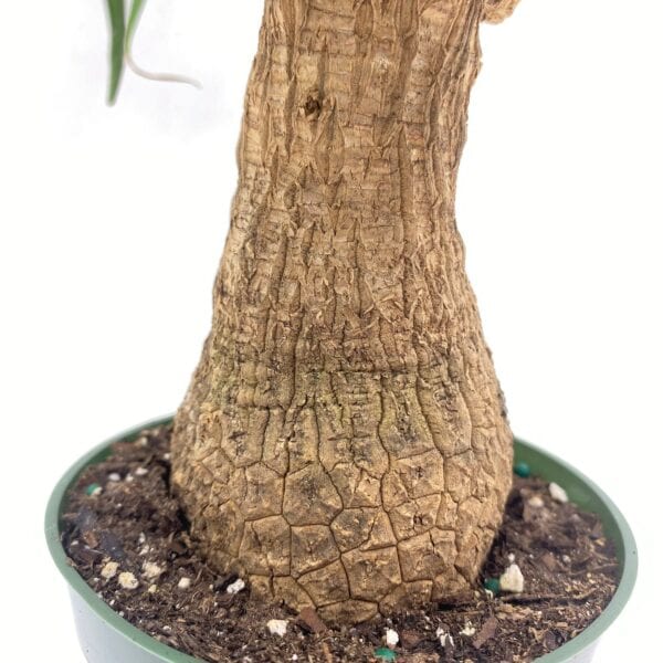 a potted plant showcasing a palm tree trunk