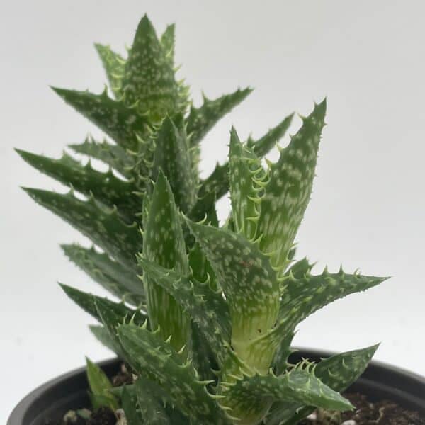 Tiger Tooth Aloe, Aloe juvenna Brandham, Dwarf Aloe, Tiger-Tooth Aloe, Rare Succulent Plant live in 4 inch pot, well rooted healthy starter, Plantly