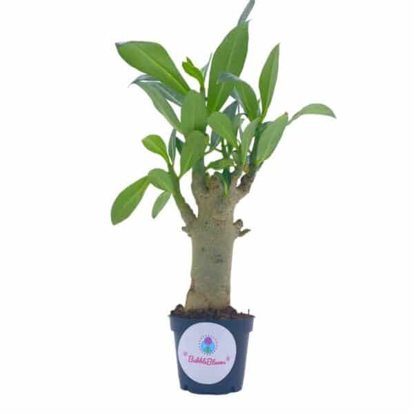 Desert Rose, Adenium Obesium, Mini Bonsai Tree, Multi-Branch, Adenium Desert rose sapling, start, healthy rooted, 1 year growth, ~6 inch, Plantly