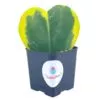 Variegated Hoya Kerrii Heart / Sweetheart Plant / Mothers day plant / Hoya Plant / Heart Shaped Succulent / Heart Hoya / Live Plant Rare