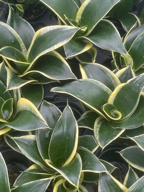 Black Gold Snakeplant, Green and Yellow Snake Plant, Variegated Sansevieria trifasciata, Well rooted Healthy Beautiful Starter Succulent, Plantly