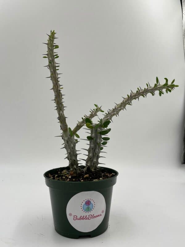 Madagascar Ocotillo (Madigascan) African Alluaudia procera, 4 inch white cactus