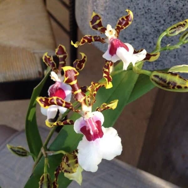 Odontocidium Wild Willie &#8216;Wonka&#8217; Orchid Comes in 4&#8243; Pot Live Plant From Hawaii, Plantly