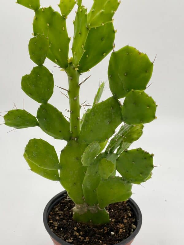 Brazilian Prickly Pear Extra Large Cactus in a 4 inch pot Brasiliopuntia Brasiliensis Nopal Opuntia Cacti Flat-Stemmed Well Rooted Live Rare, Plantly