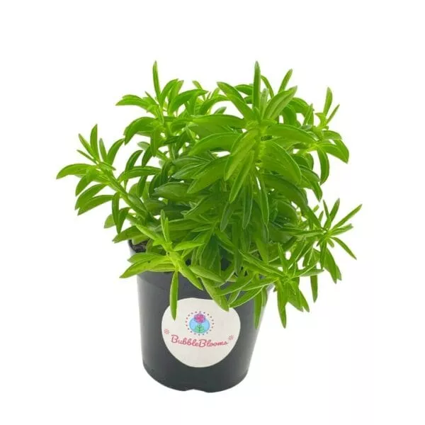 Taco Plant / Peperomia axillaris / Happy Bean / Peperomia ferreyrae Yunck / philodendron selloum, horsehead philodendron, tree philodendron, Plantly