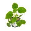 Pilea peperomioides / Chinese money plant / Chinese missionary plant