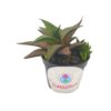 Haworthia Venosa In A Pot